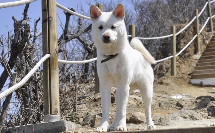 Представители древней японской породы собак привязываются только к одному человеку. /Фото: egida.by