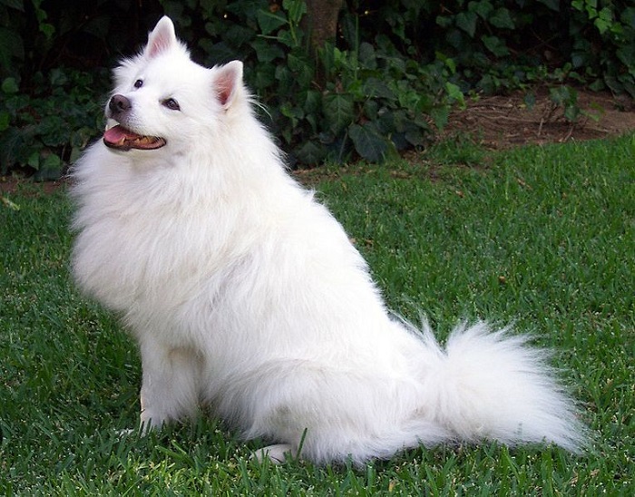 Эта порода белоснежных собак отличается шикарным хвостом, густым воротником и веселым характером. /Фото: wikimedia.org