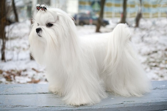 Отличительной особенностью этой элегантной небольшой «белоснежки» с длинной шерстью является исключительно белый окрас. /Фото: petsvillage.ru