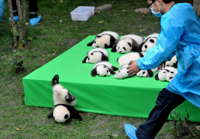 Детеныш панды упал с выставочного стола на выставке, которая проходит в провинции Сычуань, Китай.