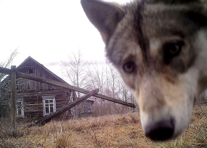 Молодой волк, обследуя территорию, находит камеру, установленную в Чернобыльской зоне.