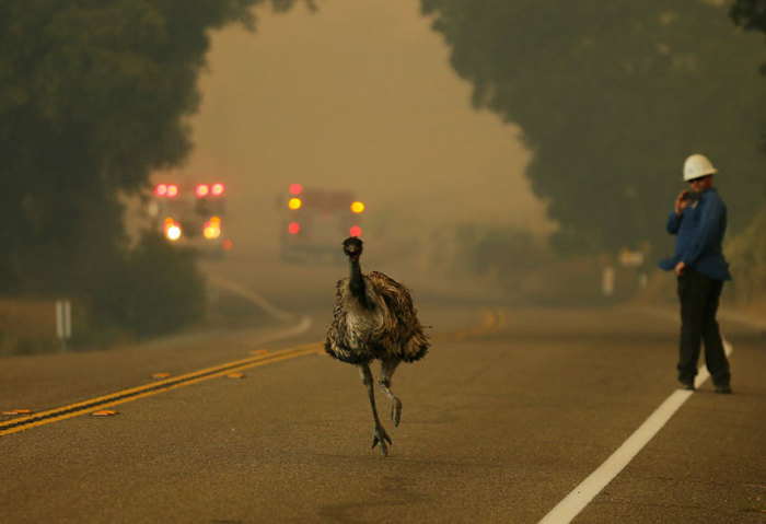 Страус эму бежит по трассе, спасаясь от калифорнийского пожара.