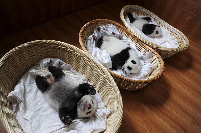 Панды мирно посапывают в своих корзинах в центре разведения животных в провинции Сычуань, Китай.