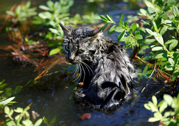 Кошка сидит в воде, которая осталась от урагана в центре города Николс, штат Южная Каролина.