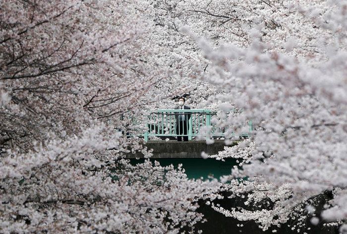 Мужчина любуется красотой цветущих деревьев в Токио.