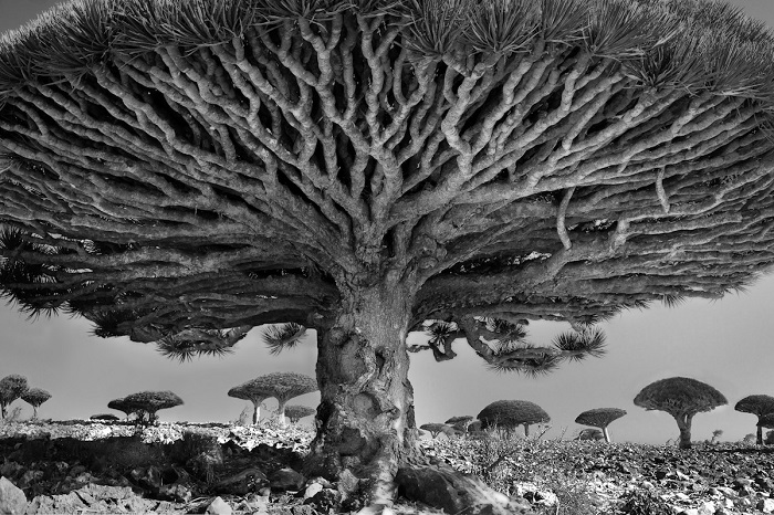 Загадочные и внушительные 500-летние драконовы деревья можно увидеть на архипелаге Сокотра (Йемен).