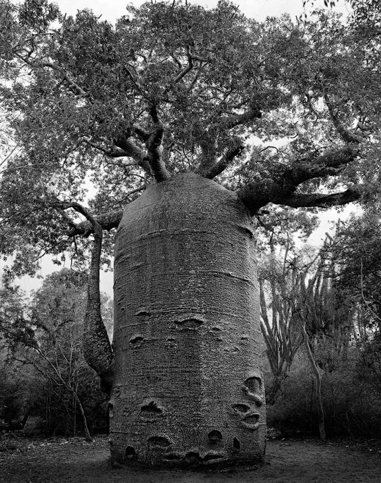 Возраст этого удивительного дерева, произрастающего на острове Мадагаскар, насчитывает около 1200 лет.