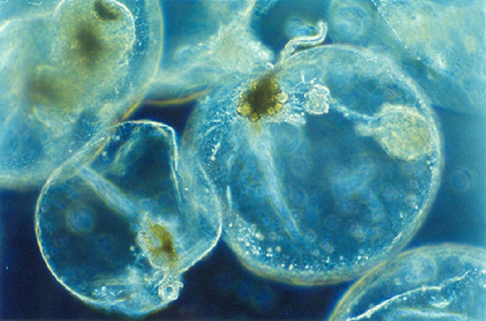 Одноклеточные морские водоросли.