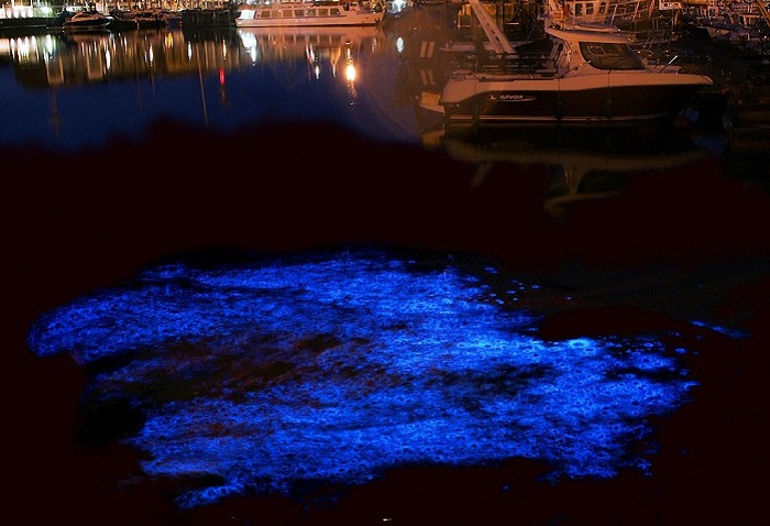 Биолюминесцентный фитопланктон.
