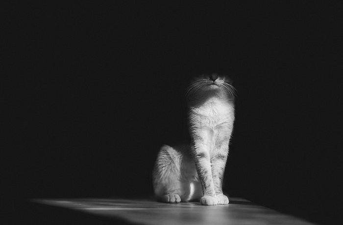 Мистическая жизнь котов в черно-белом свете.