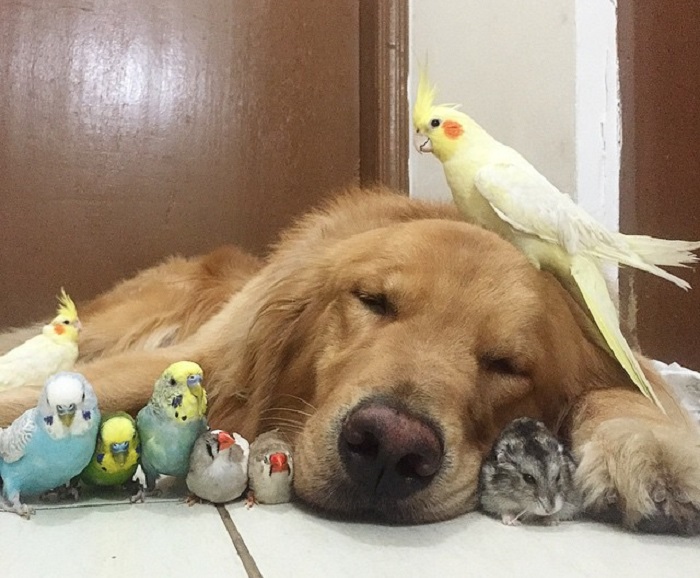 Необычная дружба собаки, хомяка и 8 попугаев.