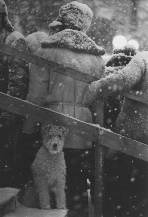 Замёрзший пёс, 1965 год. Фотограф Владимир Богданов.