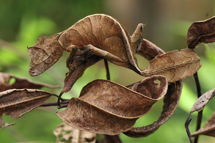 В своей неуклюжей попытке спрятаться от хищников, сатанинский листохвостый геккон с Мадагаскара притворился листом.