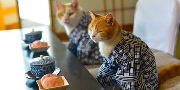Котейки, готовые к приёму пищи.