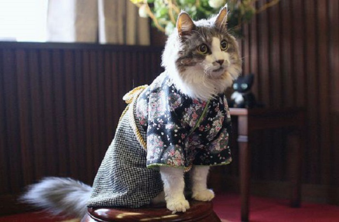 На деловой встрече котов в Японии.