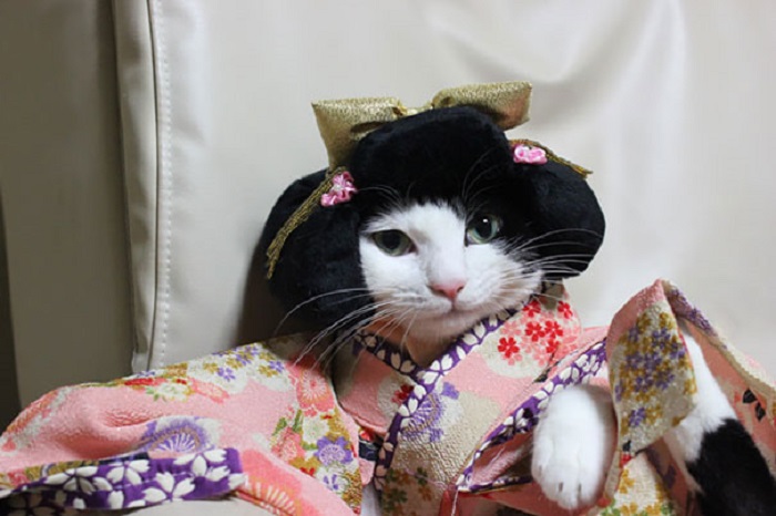 Кошка готова к японскому празднику «Сити-Го-Сан».