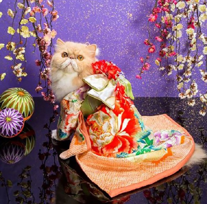 Кошка, облачённая в миниатюрный традиционный японский халат.