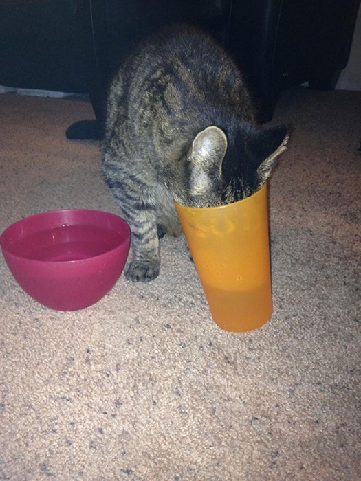 В оранжевом стакане вода вкуснее.