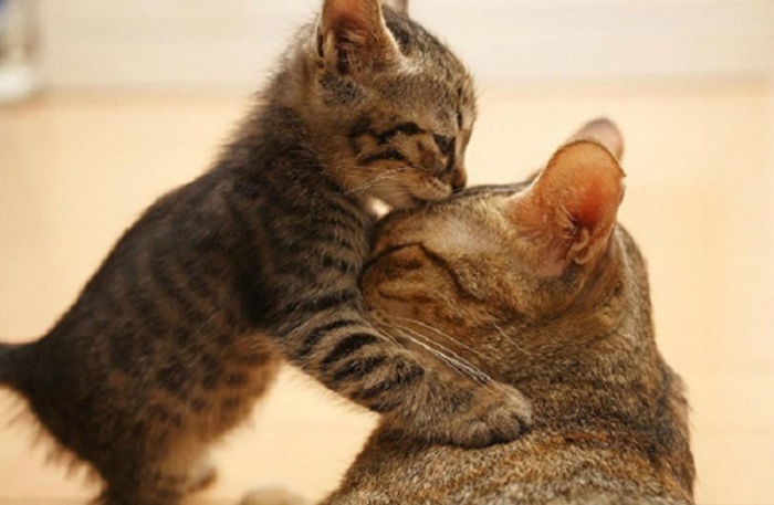 Ласковые и заботливые мамы-кошки, позирующие со своими маленькими копиями.