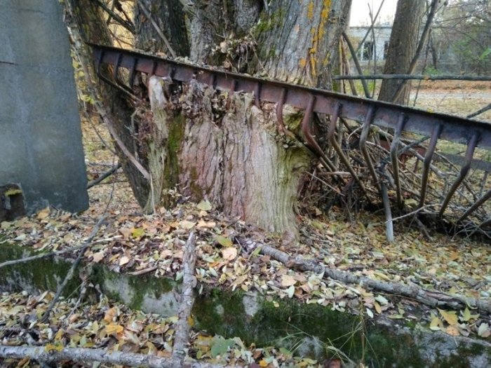 Некоторые деревья растут прямо сквозь заборы, частично срастаясь вокруг металлической решетки.