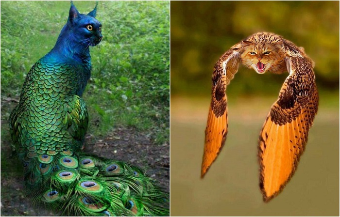 Котоптицы и птицекоты, созданные с помощью Photoshop.