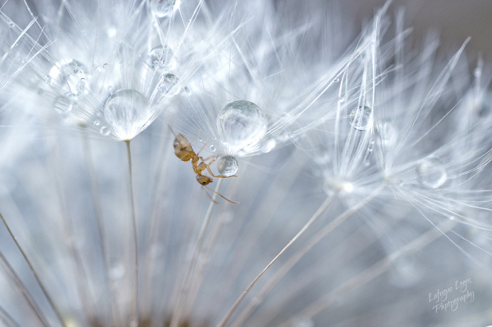 Мир насекомых. Автор фотографии: Лафюг Логос (Lafugue Logos).