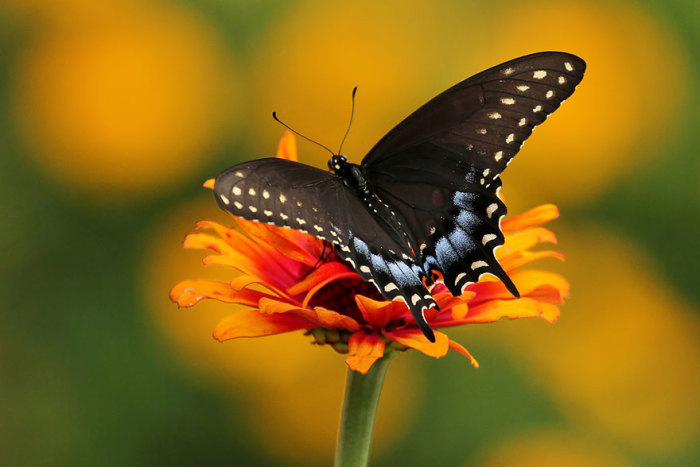 Бабочка-парусник обитает в Северной Америке.