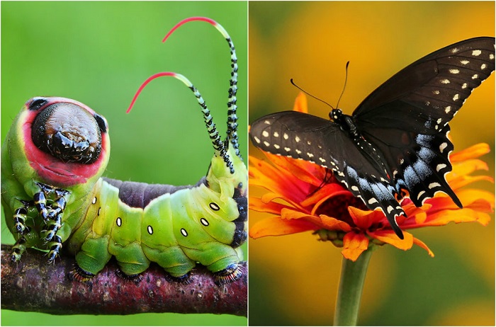 Превращение гусениц в бабочек и мотыльков.