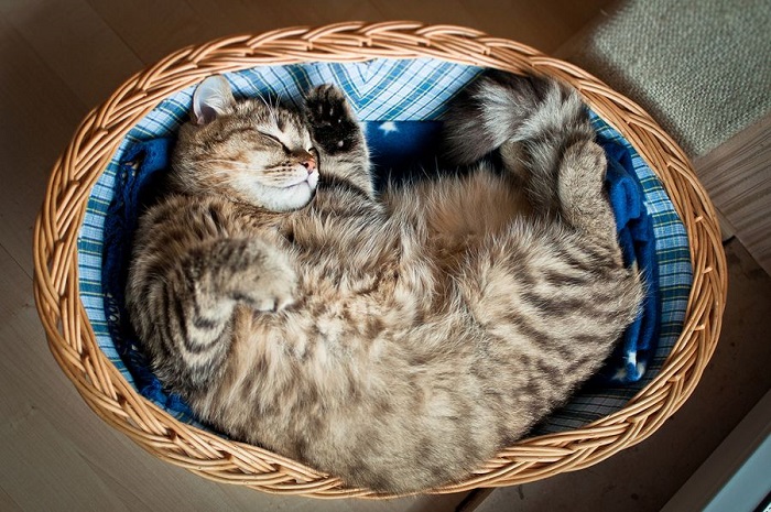 Сон котейки в лукошке.