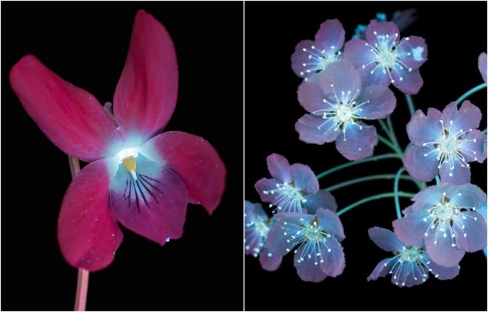 Цветы в ультрафиолете.