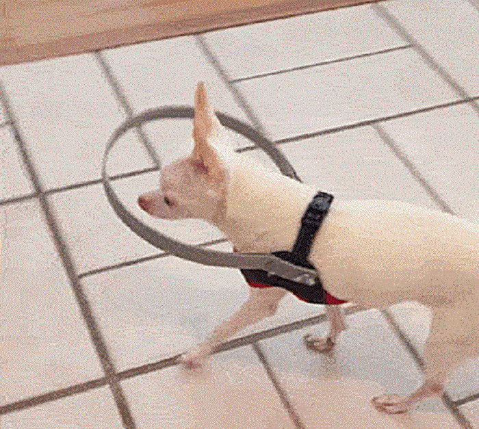 Защитный обруч защищает слепую собаку от препятствий, которых она не видит.