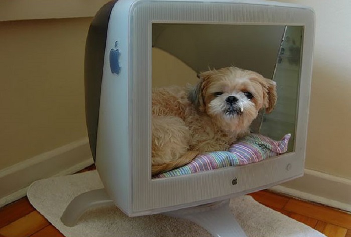 Уютный новый телевизор Apple для кошек и небольших собак.