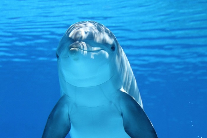 Дельфины могут бодрствовать на протяжении двух недель, засыпая только одной половиной мозга.