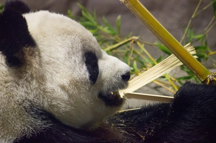 За день панда может съесть 10-20 килограммов бамбука.