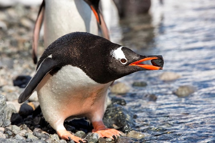 Пингвины делают предложение своей избраннице, преподнося камешек гальки.
