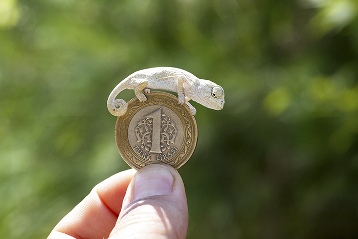 Рептилия небольших размеров приняла окрас монеты.