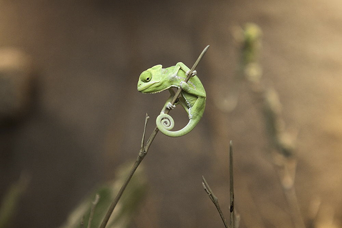 Рептилия использует лапы и хвост для перемещения по веткам деревьев и кустам.