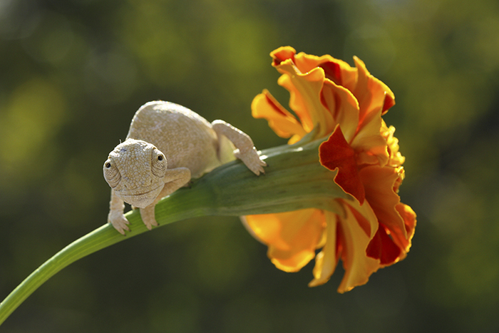 Замершая рептилия разместилась на цветке, высматривая добычу.