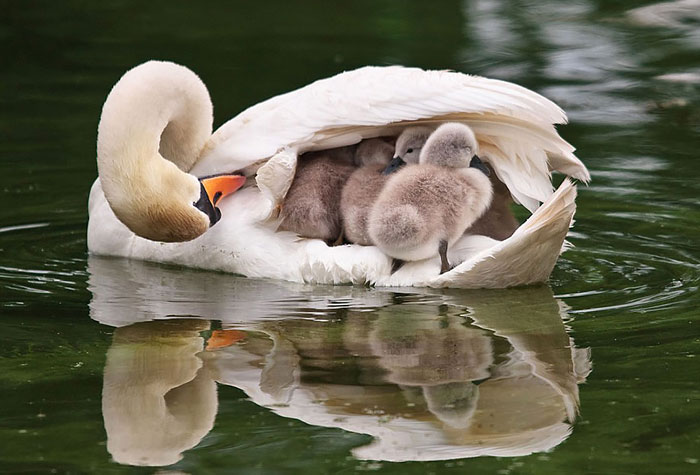 Самец лебедь, заботится и оберегает своих детёнышей.