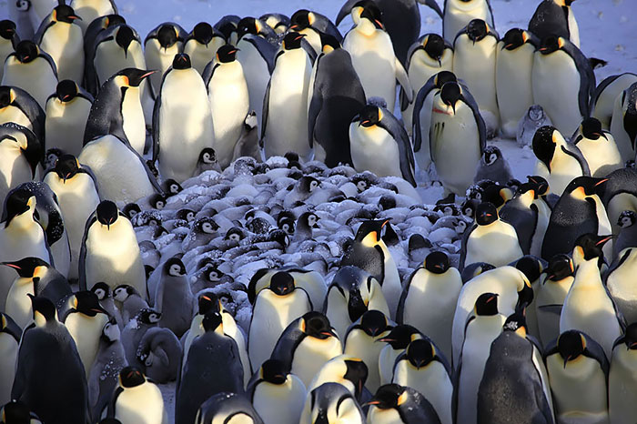 Для обогрева своих пингвинят, взрослые птицы собираются вокруг них плотное кольцо.