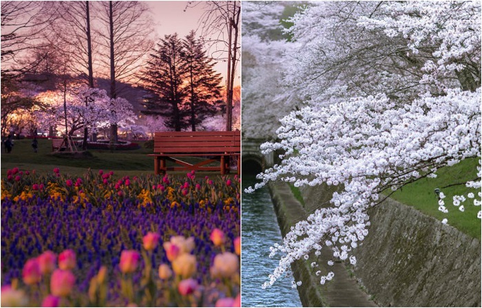 Цветущие весенние пейзажи Японии.