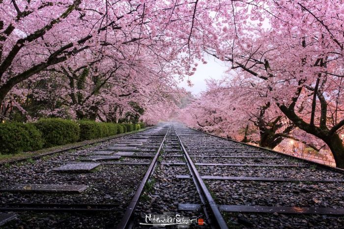 Цветущий вишневый тоннель над старыми железнодорожными путями.