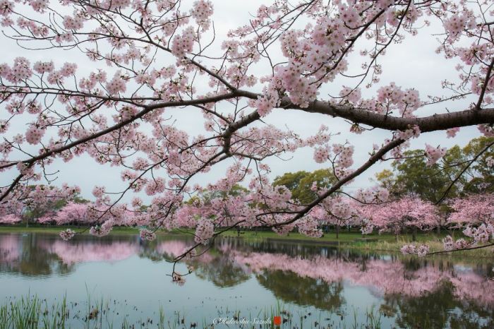 Весной Япония окрашивается в чудесный розовый цвет благодаря многочисленным цветущим деревьям сакуры.