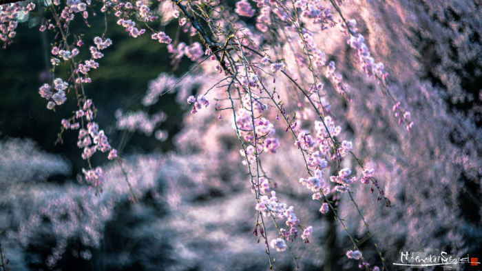 Во время цветения сакуры в Японию съезжается множество туристов, чтобы запечатлеть мимолетную красоту цветущих деревьев.