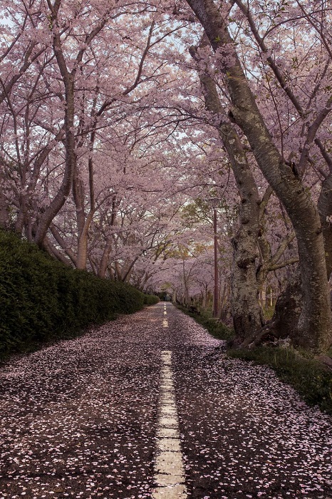 Дорога в пригороде префектуры Аити, усыпанная розовыми лепестками сакуры.