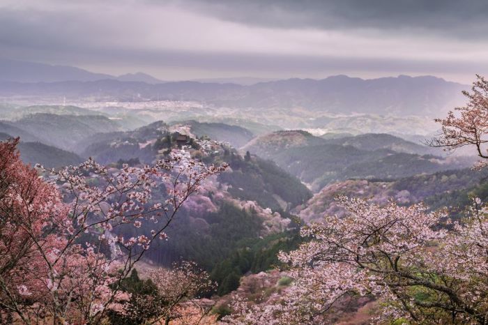 Раннее утро в горах в окружении цветущих сакур.
