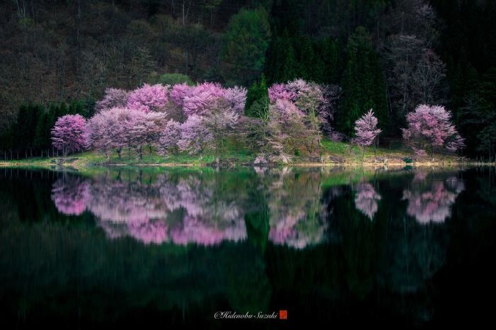 Цветущие сакуры, отражающиеся в водах небольшого озера префектуры Нагано