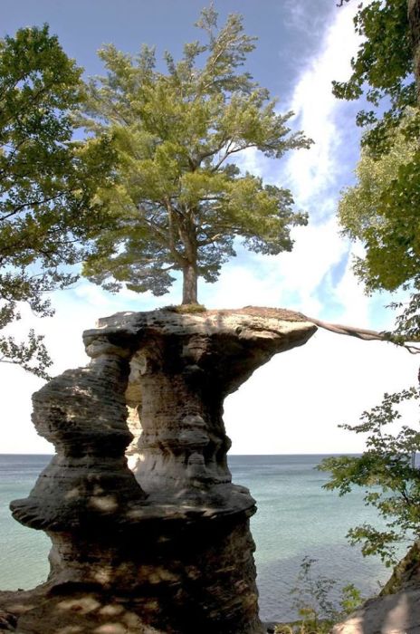 В поисках пропитания одинокое дерево на Часовой скале в Мичигане вырастило корни в сторону берега по песчаной арке, которая со временем разрушилась.