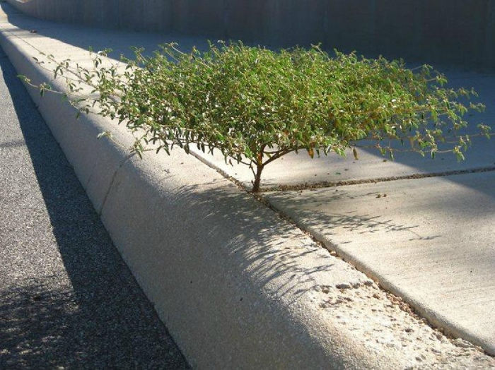 Маленькое деревце, выросшее между бетонных плит.