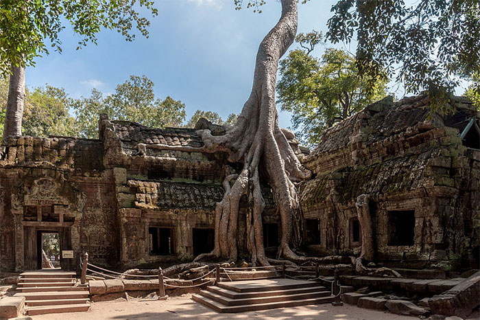 В древнем храме Та Пром, который находится в Камбоджа, деревья постепенно оплетают корнями сооружения, возвращая себе потерянную ранее территорию.